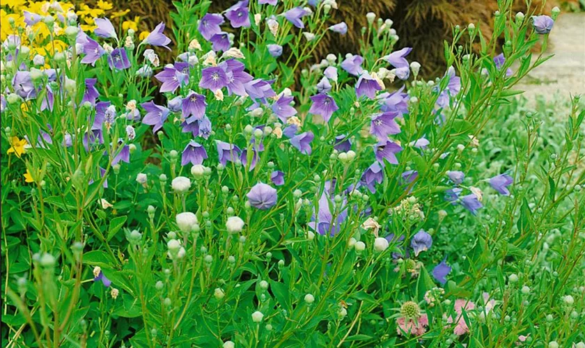 Platycodon grandiflorus 'Mariesii'