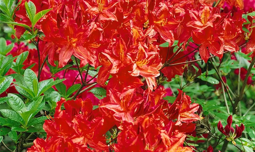 Rhododendron obtusum 'Cherry Drops'