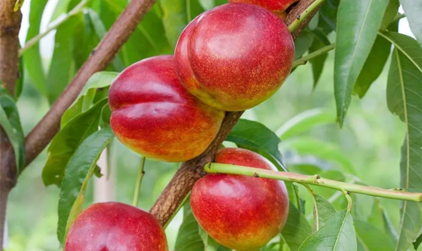 Prunus persica var. nucipersica 'Stark Redgold'