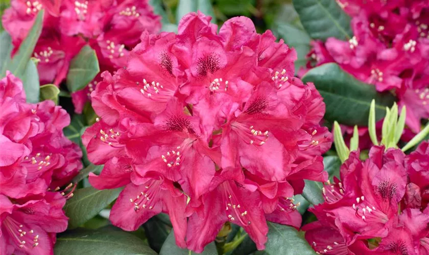 Rhododendron 'Abba'