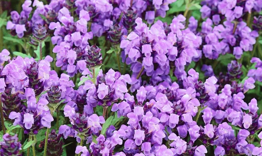 Prunella grandiflora 'Pagoda'