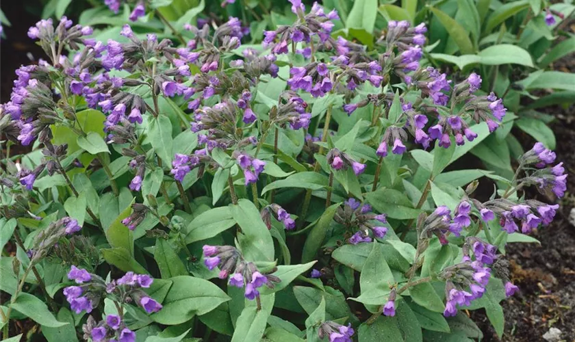 Schmalblättriges Lungenkraut 'Blaues Meer'