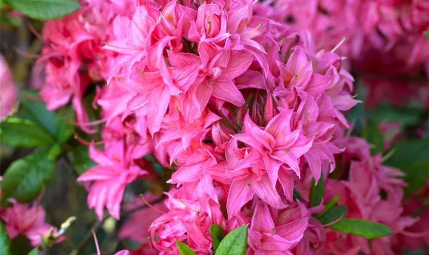 Rhododendron luteum 'Homebush'