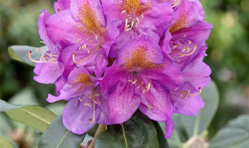 Rhododendron 'Abraham Lincoln'