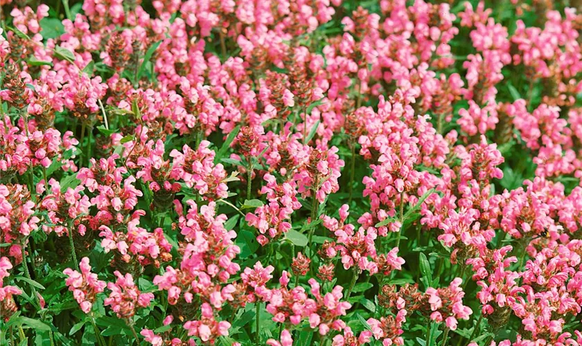 Prunella grandiflora 'Rosea'