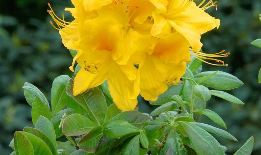 Rhododendron luteum 'Hugh Wormald'