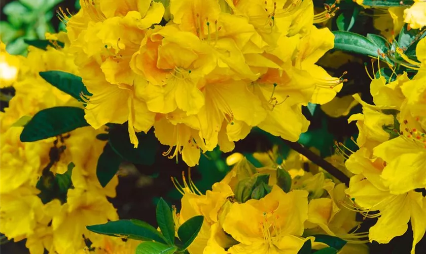 Laubabwerfender Rhododendron 'Apricot Surprise'