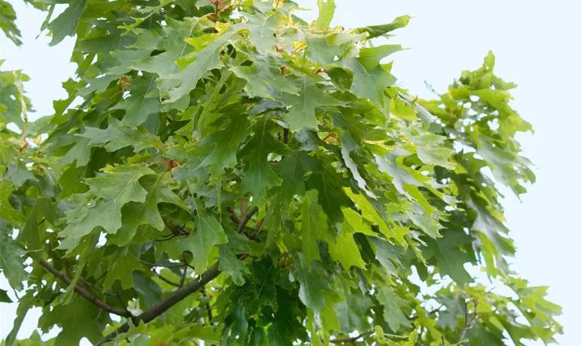 Quercus rubra 'Haaren'