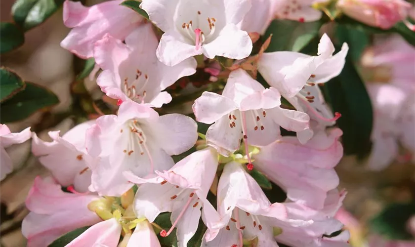 Rhododendron adenogynum 'Gulliver'