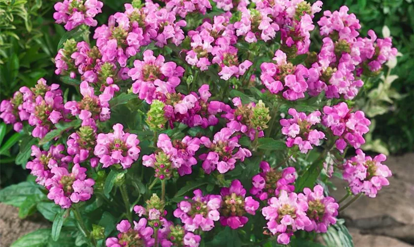 Prunella grandiflora 'Rubra'