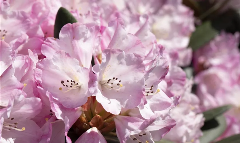 Rhododendron 'Santiago'