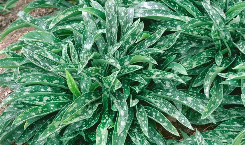 Pulmonaria longifolia 'Bertram Anderson'