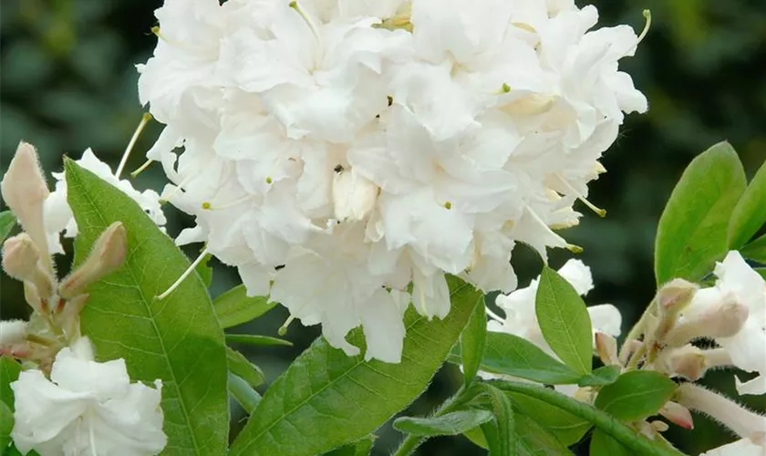 Rhododendron luteum 'June Jubilee'