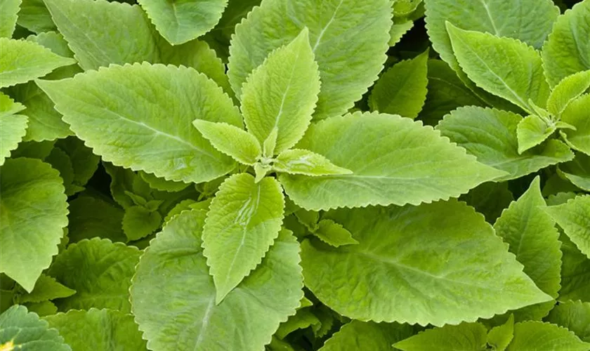 Plectranthus barbatus