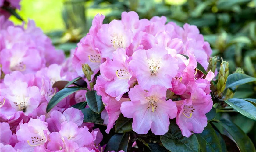 Rhododendron 'Flamingo'