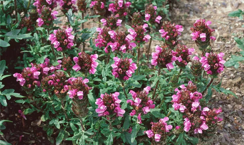 Prunella vulgaris