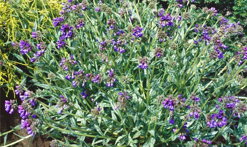 Pulmonaria longifolia 'Diana Clare'