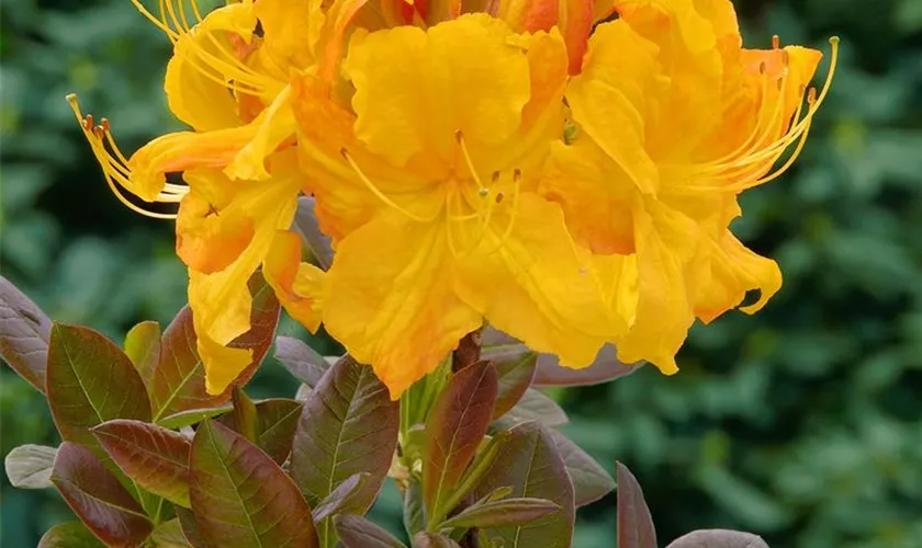 Rhododendron luteum 'Klondyke'