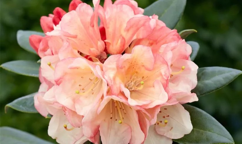 Rhododendron 'Bohlken´s Kronjuwel'®