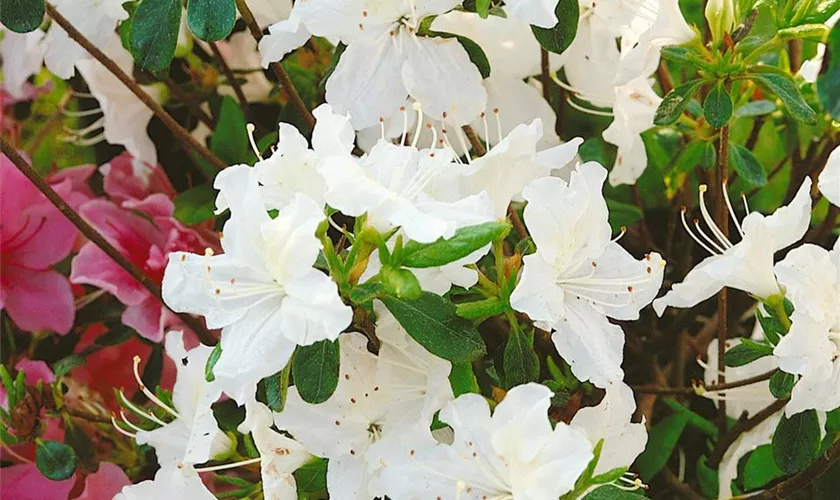 Rhododendron obtusum 'Dorothy Hayden'