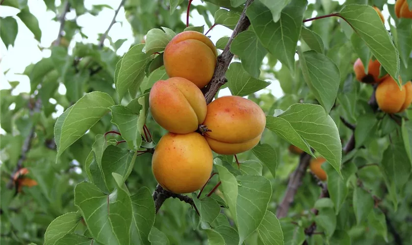 Prunus americana