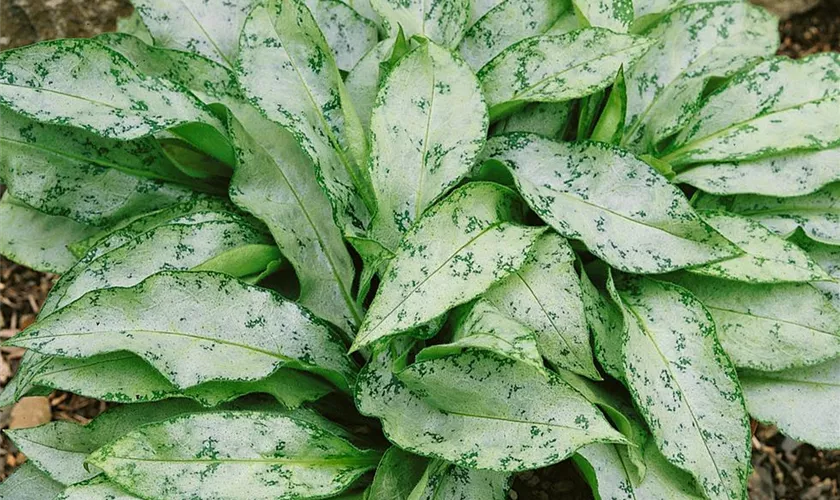 Pulmonaria 'Moonshine'