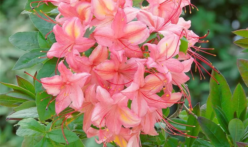 Rhododendron luteum 'Mittsommer'