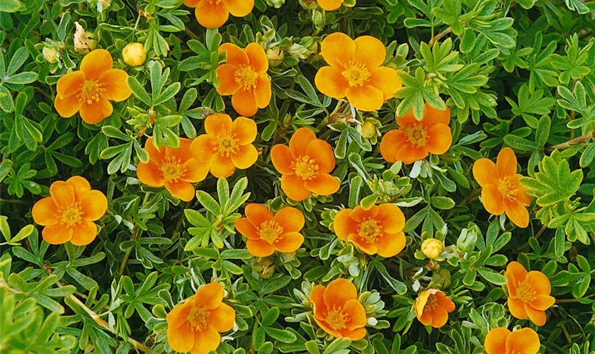 Fingerstrauch 'Hopleys Orange'