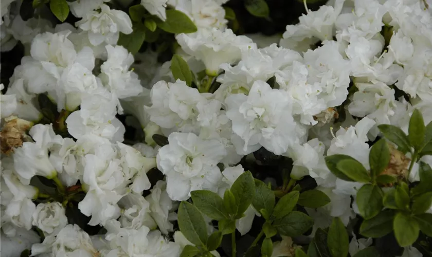 Rhododendron obtusum 'Eisprinzessin'®