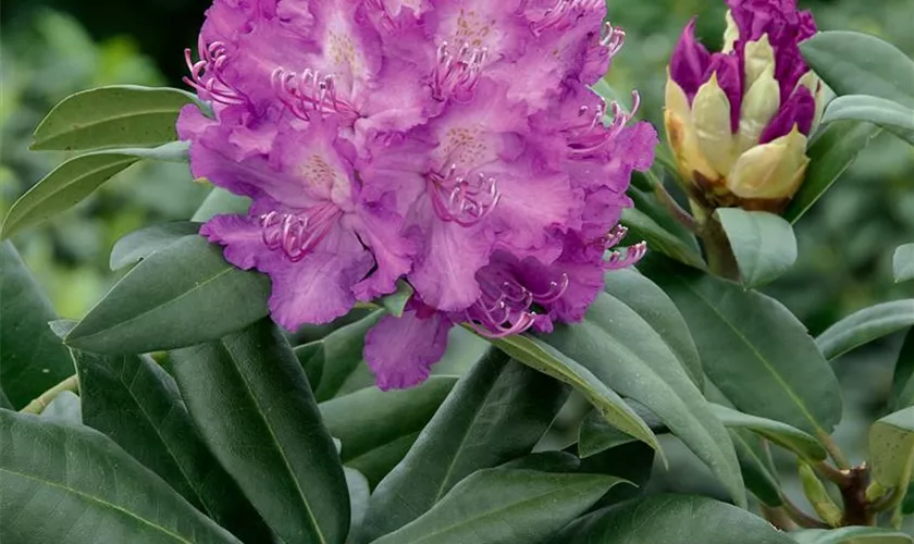 Rhododendron 'Alfred'