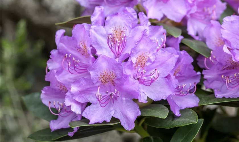 Rhododendron saluenense 'Lavendula'