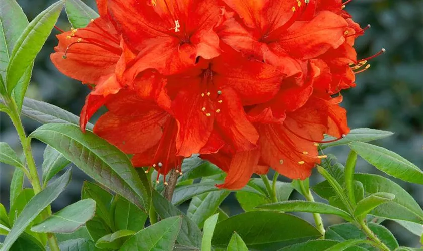 Rhododendron luteum 'Nabucco'