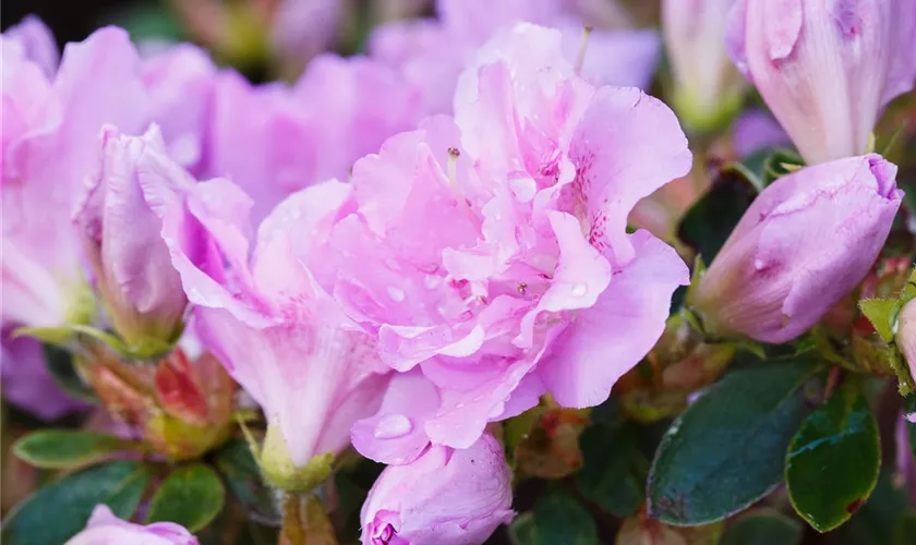 Rhododendron obtusum 'Elsie Lee'