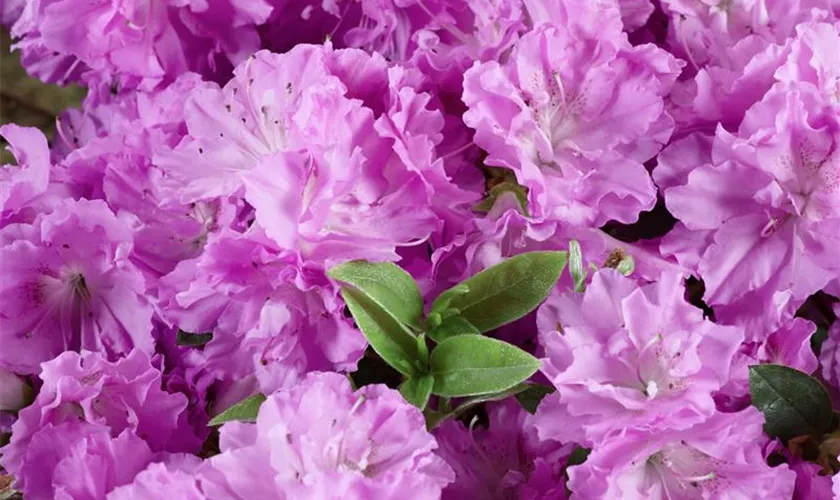 Rhododendron obtusum 'Mildred Mae'