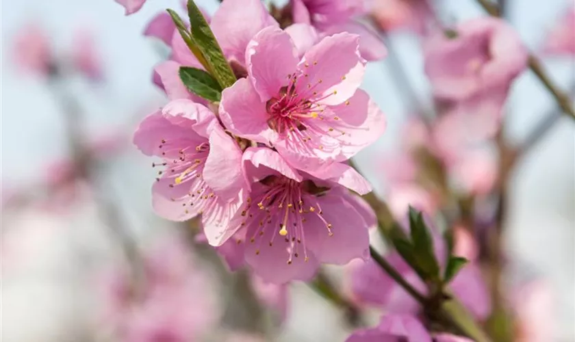 Prunus persica var. nucipersica 'Nektarose'