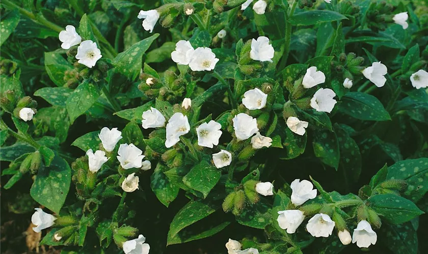 Pulmonaria officinalis 'Sissinghurst White'