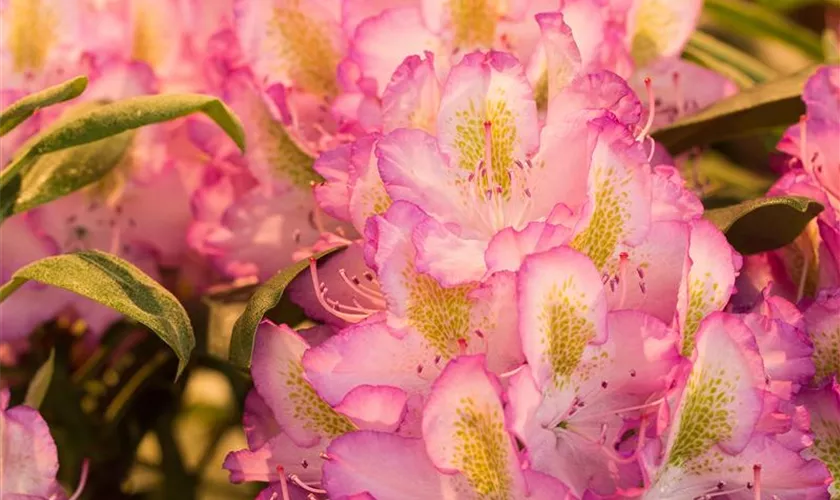 Rhododendron 'Frühlingshimmel'