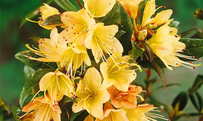 Rhododendron ambiguum 'Medley'