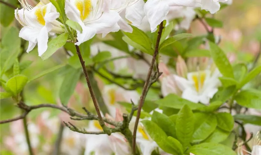 Rhododendron luteum 'Persil'