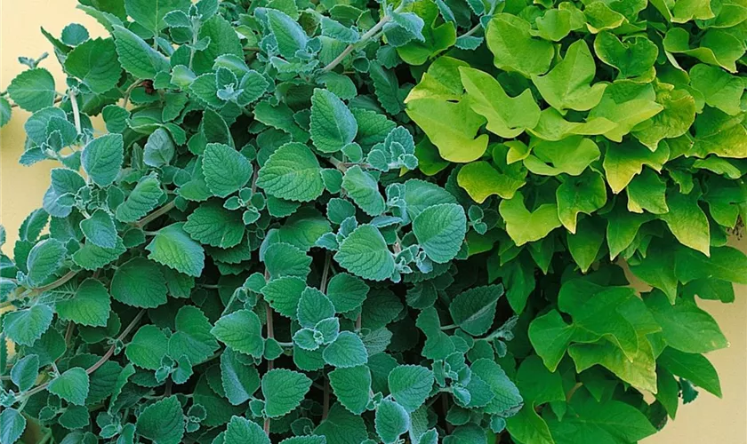 Plectranthus forsteri 'Nico'