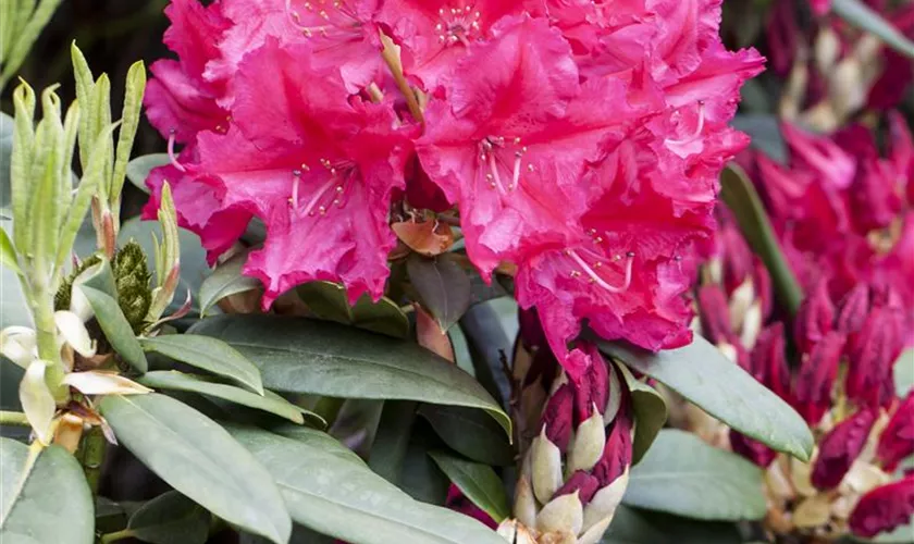 Rhododendron 'General D. Eisenhower'