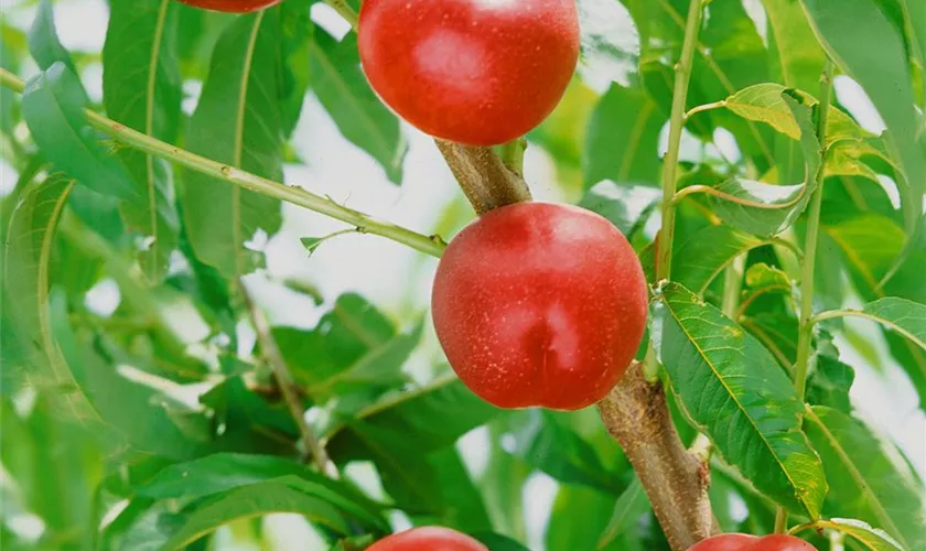 Prunus persica var. nucipersica 'Rhonegold'