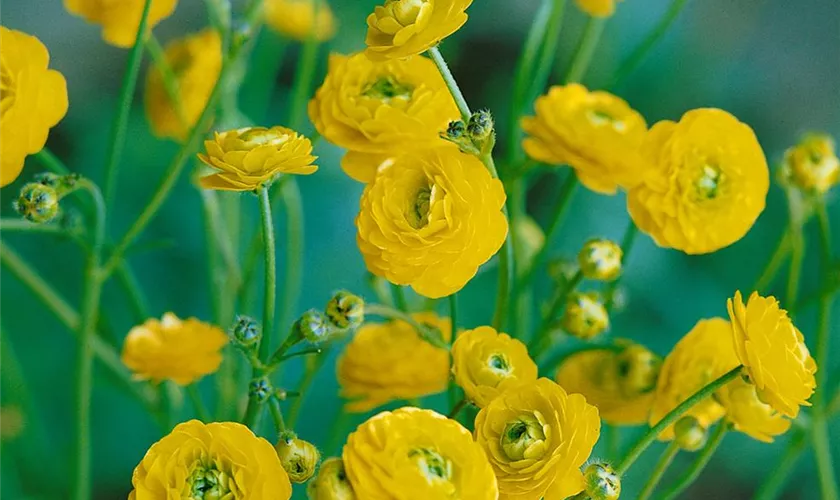 Ranunculus acris 'Multiplex'