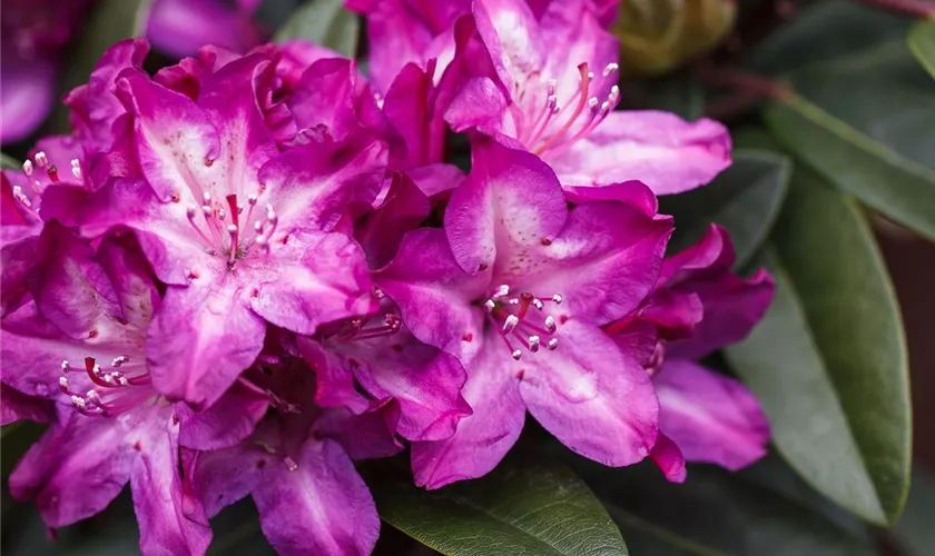 Rhododendron 'Anatevka'