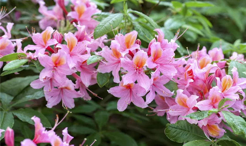 Rhododendron luteum 'Pucella'