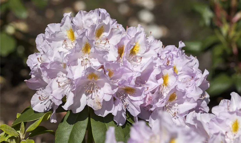 Rhododendron 'Genoveva'