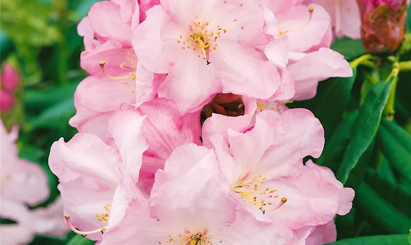 Rhododendron obtusum 'Fawn'