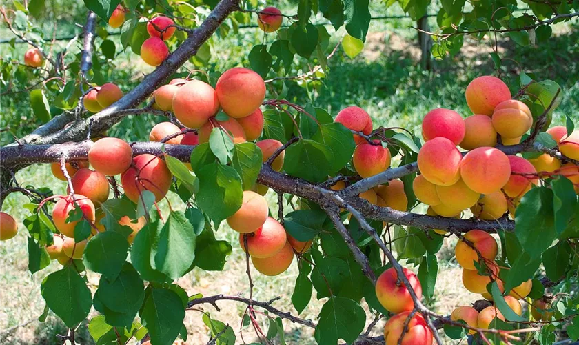 Prunus armeniaca 'Bergeron'