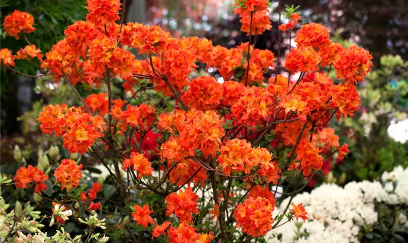 Rhododendron luteum 'Robert Koch'