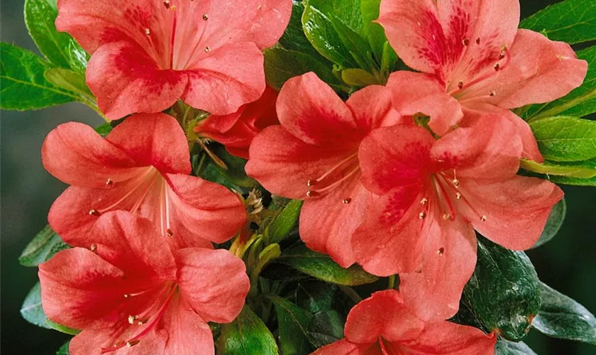 Rhododendron obtusum 'Flame Creeper'